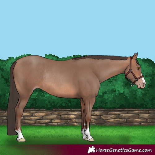 Horse Color:Sable Champagne Rabicano 