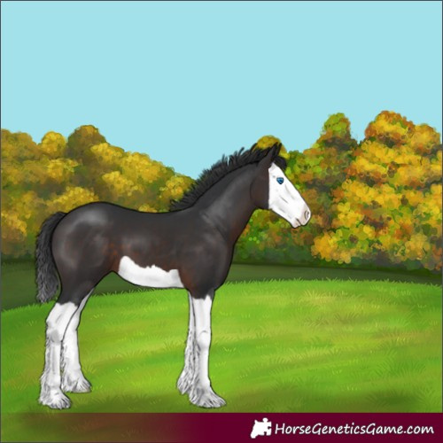 Horse Color:Brown Splash 