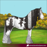 Horse Color:White Spotted Liver Chestnut Splash 