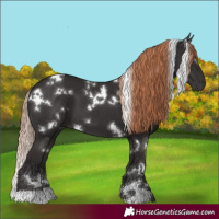 Horse Color:White Spotted Liver Chestnut