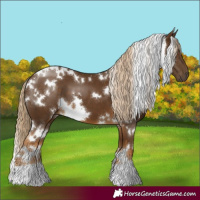 Horse Color:White Spotted Chocolate Palomino
