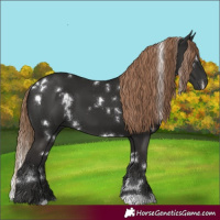 Horse Color:White Spotted Liver Chestnut
