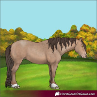 Horse Color:Sable Champagne 