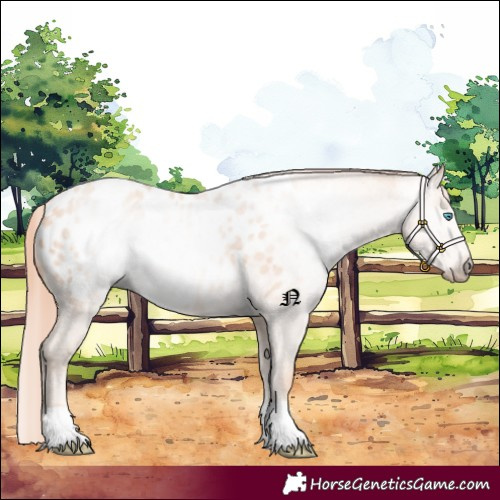 Horse Color:Gray Perlino Appaloosa 