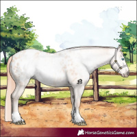 Horse Color:Gray Perlino Appaloosa
