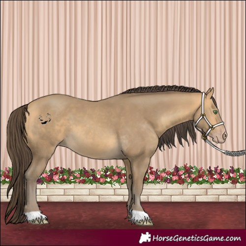 Horse Color:Sable Cream Champagne 