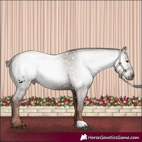 Horse Color:Gray Chestnut 