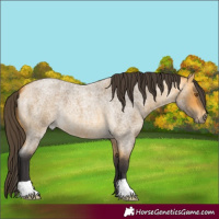 Horse Color:Buckskin Roan 