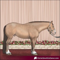 Horse Color:Amber Champagne