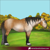 Horse Color:Gray Buckskin