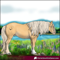 Horse Color:Gold Cream Champagne Tobiano 