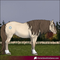 Horse Color:Amber Cream Champagne Dun 