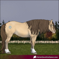 Horse Color:Amber Cream Champagne Dun 