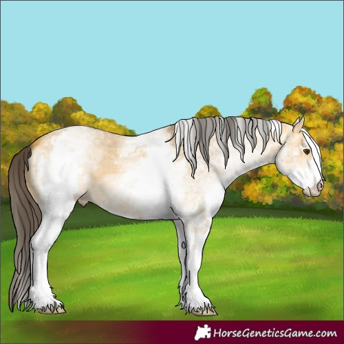 Horse Color:White Spotted Buckskin Dun 