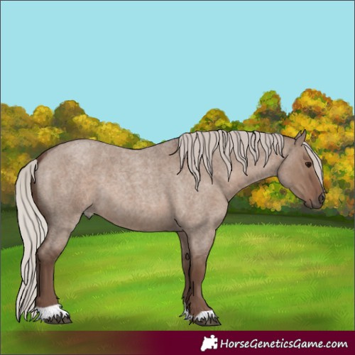 Horse Color:Silver Grullo Roan 