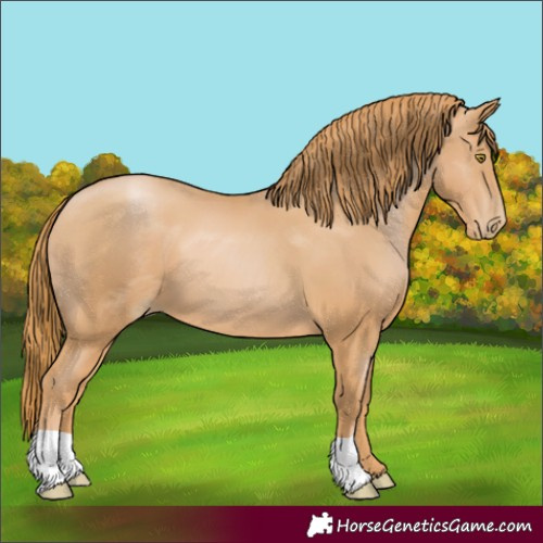 Horse Color:Chestnut Pearl