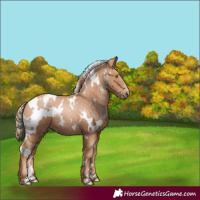 Horse Color:White Spotted Chestnut Pearl