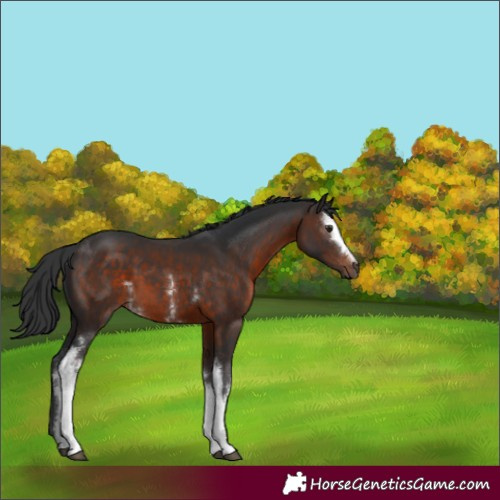 Horse Color:White Spotted Brown Sabino 