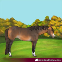 Horse Color:Buckskin 