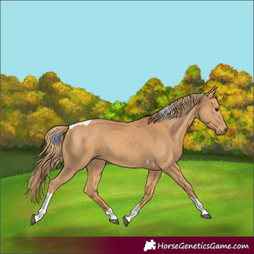 Horse Color:Chestnut Tobiano Rabicano