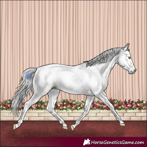 Horse Color:Gray Amber Champagne Dun Tobiano 