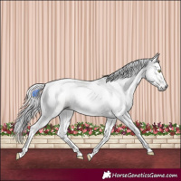 Horse Color:Gray Amber Champagne Dun Tobiano 