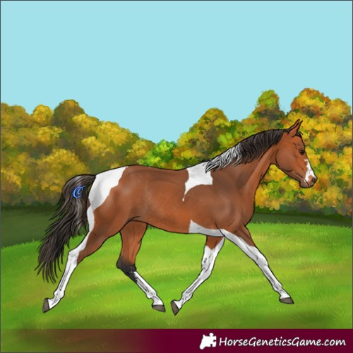 Horse Color:Bay Tobiano Rabicano 