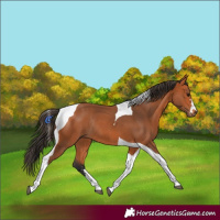 Horse Color:Bay Tobiano Rabicano 