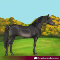Horse Color:Smoky Black Rabicano 