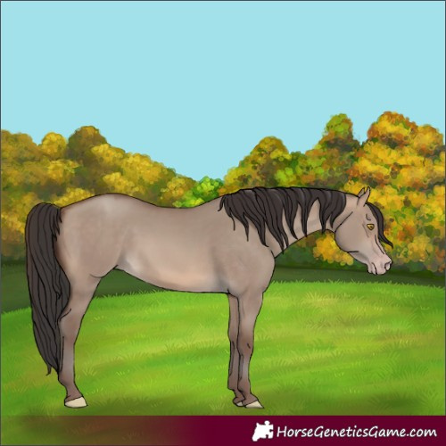 Horse Color:Sable Champagne Dun 