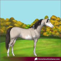Horse Color:Sable Champagne Dun Sabino 