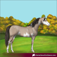 Horse Color:Sable Champagne Dun Sabino 
