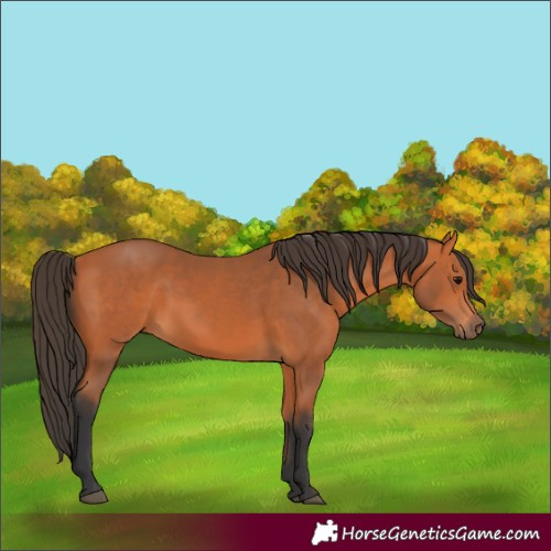 Horse Color:Unknown 