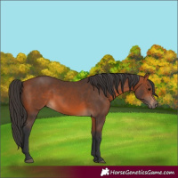 Horse Color:Unknown 