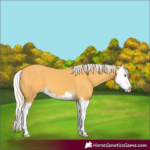 Horse Color:Gold Cream Champagne Splash 