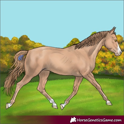 Horse Color:Gold Champagne Splash 