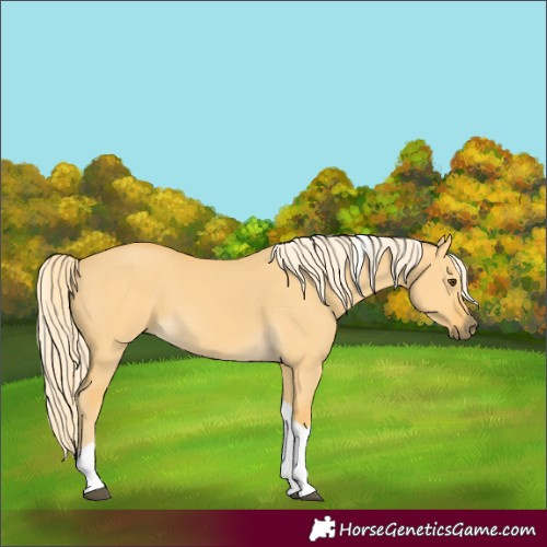 Horse Color:Palomino Dun Tobiano 