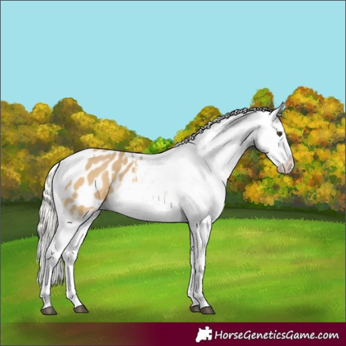 Horse Color:Silver Buckskin Dun Tobiano Appaloosa 