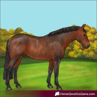 Horse Color:Brown Rabicano  and Bay Rabicano 