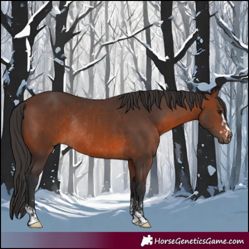 Horse Color:Brown Rabicano and Brown Rabicano
