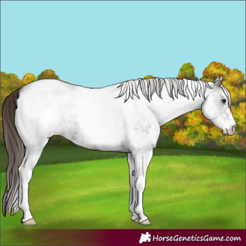 Horse Color:White Spotted Liver Red Roan 