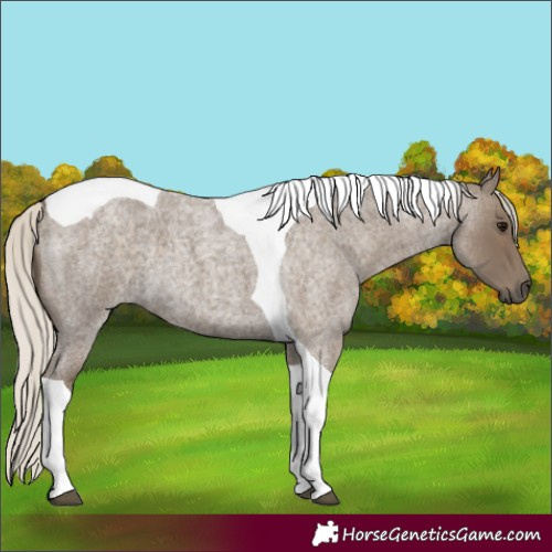 Horse Color:Silver Smoky Blue Roan Tobiano 