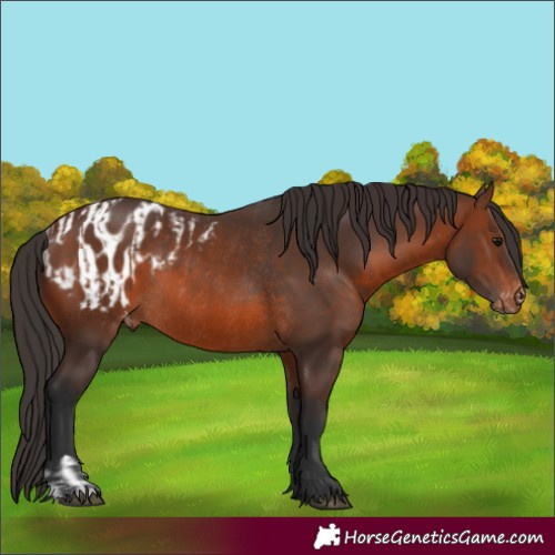 Horse Color:Brown Rabicano  and Brown Appaloosa Rabicano 