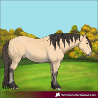 Horse Color:Buckskin 