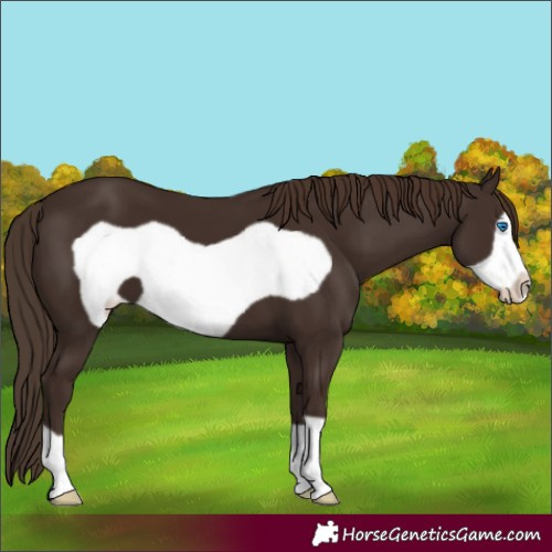 Horse Color:Liver Chestnut Frame 