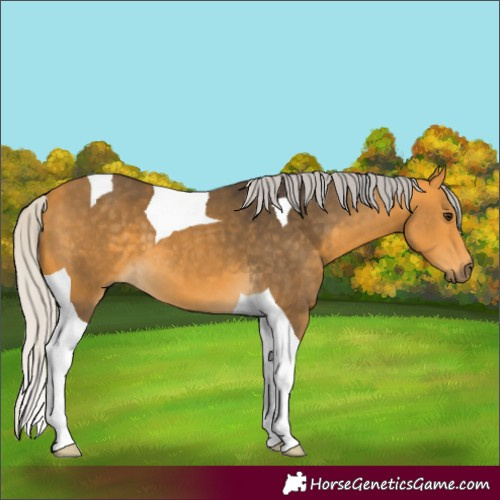 Horse Color:Silver Buckskin Tobiano 