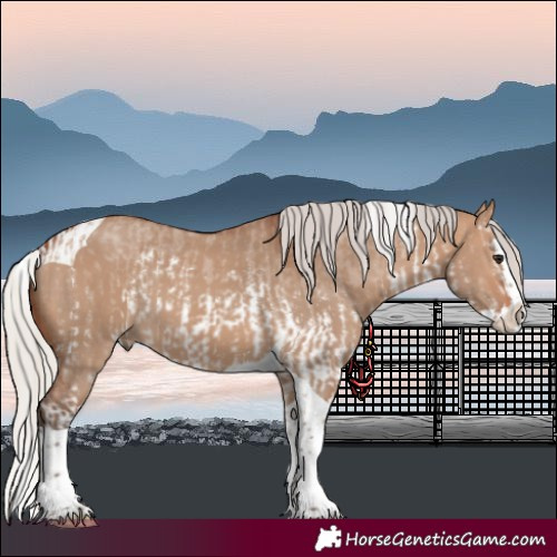 Horse Color:White Spotted Silver Brown Dun Sabino Splash  and Silver Brown Dun Sabino Splash Tobiano 