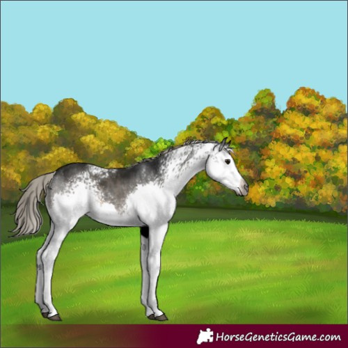 Horse Color:Gray White Spotted Silver Smoky Black Sabino Splash Rabicano 