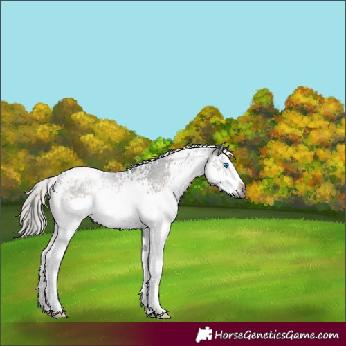 Horse Color:Gray White Spotted Silver Brown Sabino Splash Rabicano 