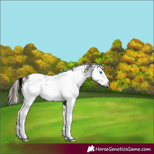 Horse Color:Gray White Spotted Silver Black Sabino Splash Rabicano 